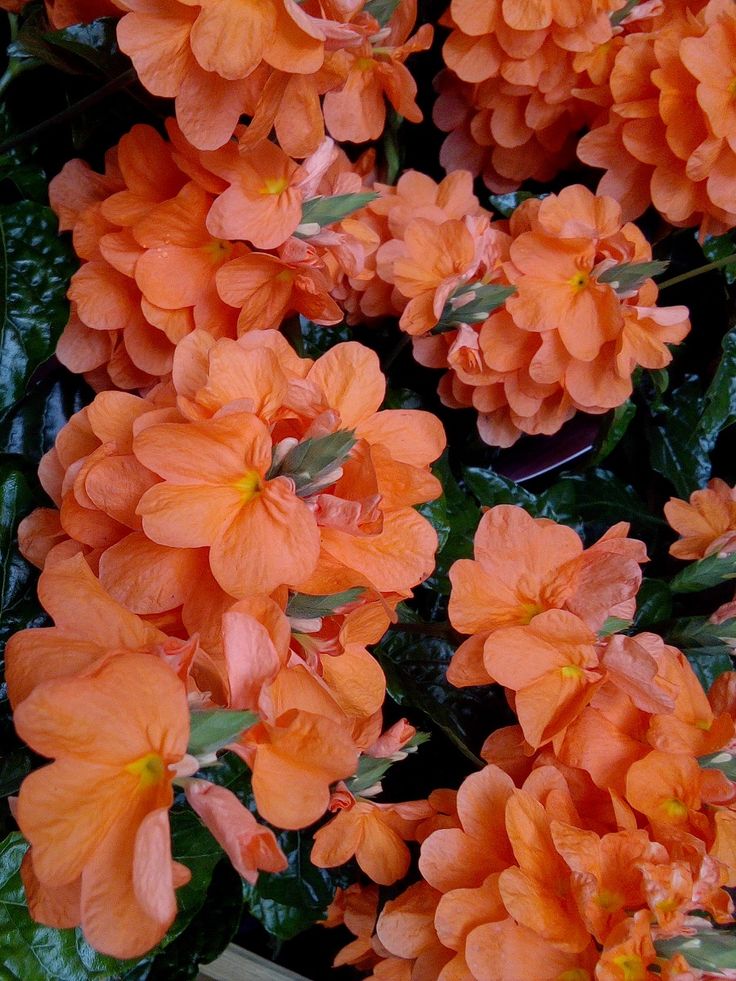 Garden Image