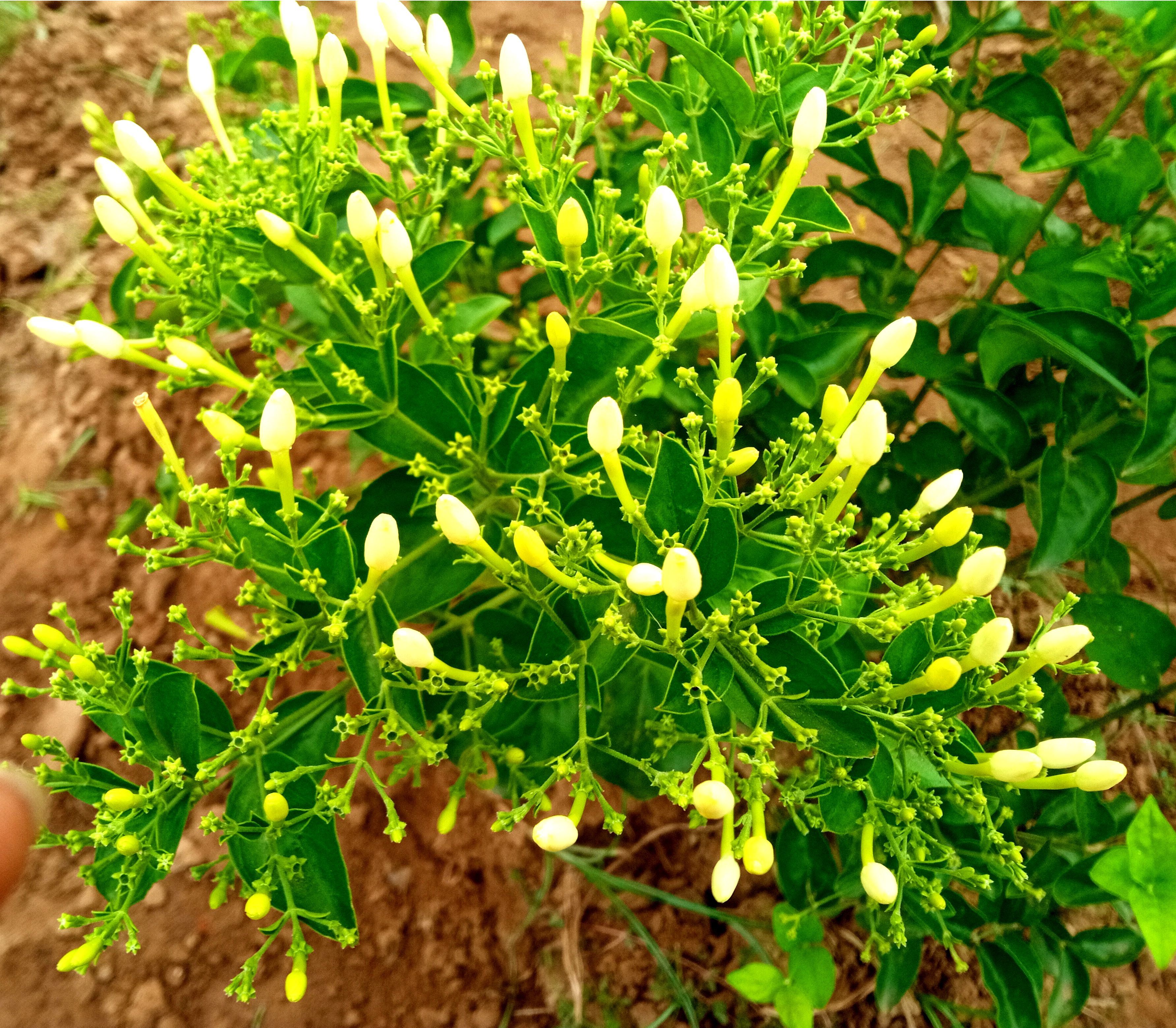 Garden Image