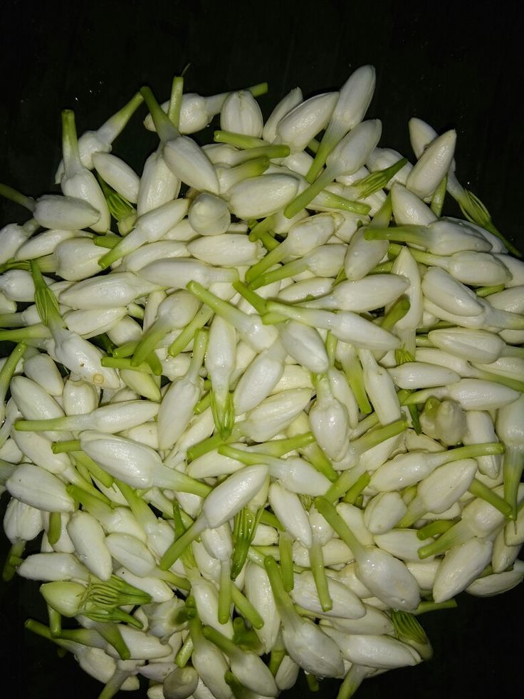 அரும்பு