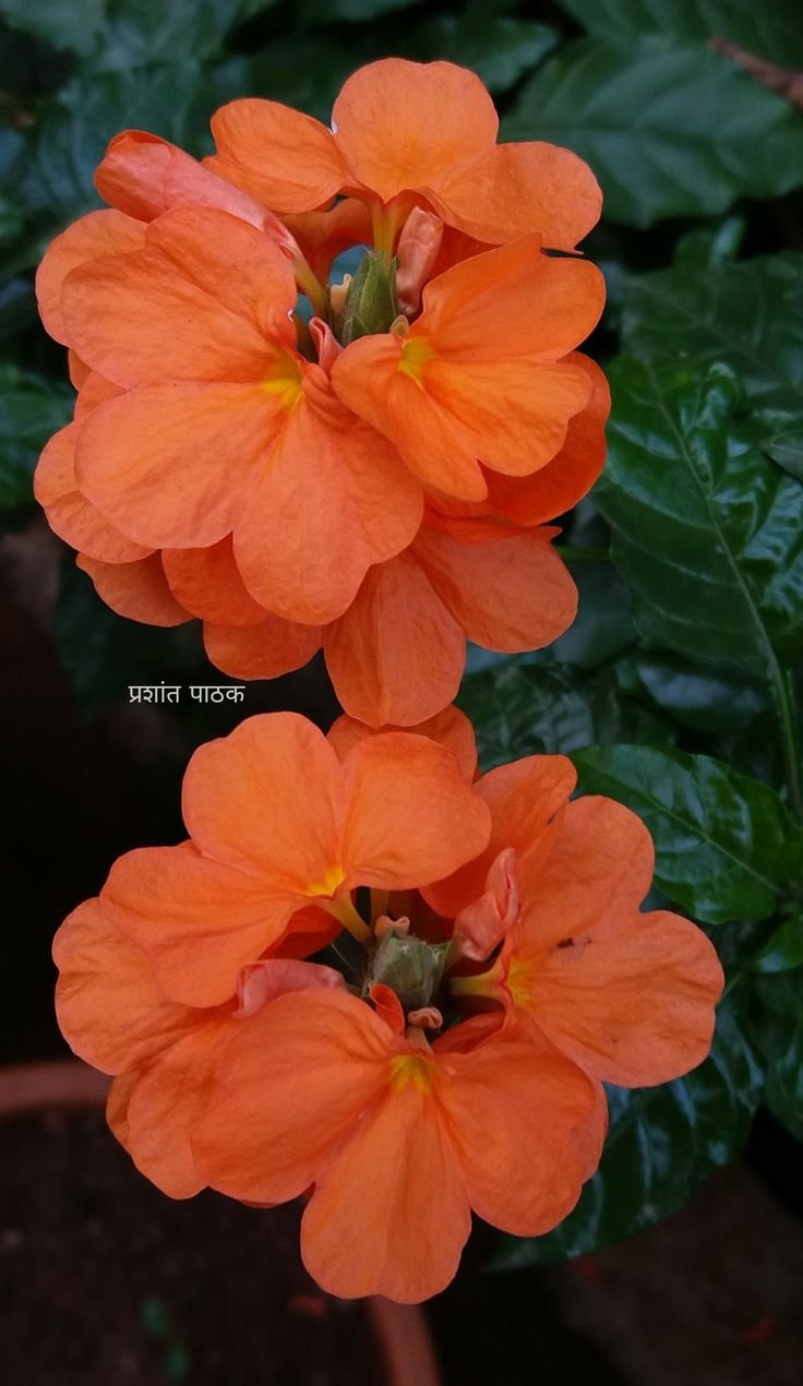 Garden Image
