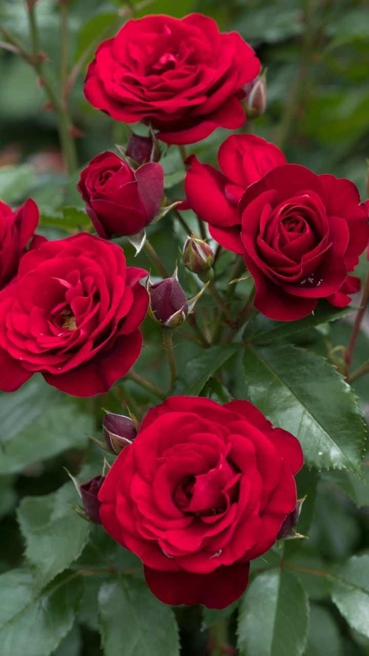 Garden Image