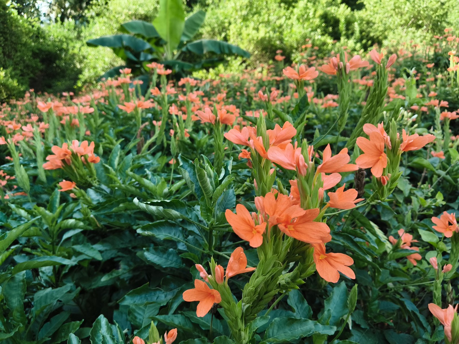 Garden Image