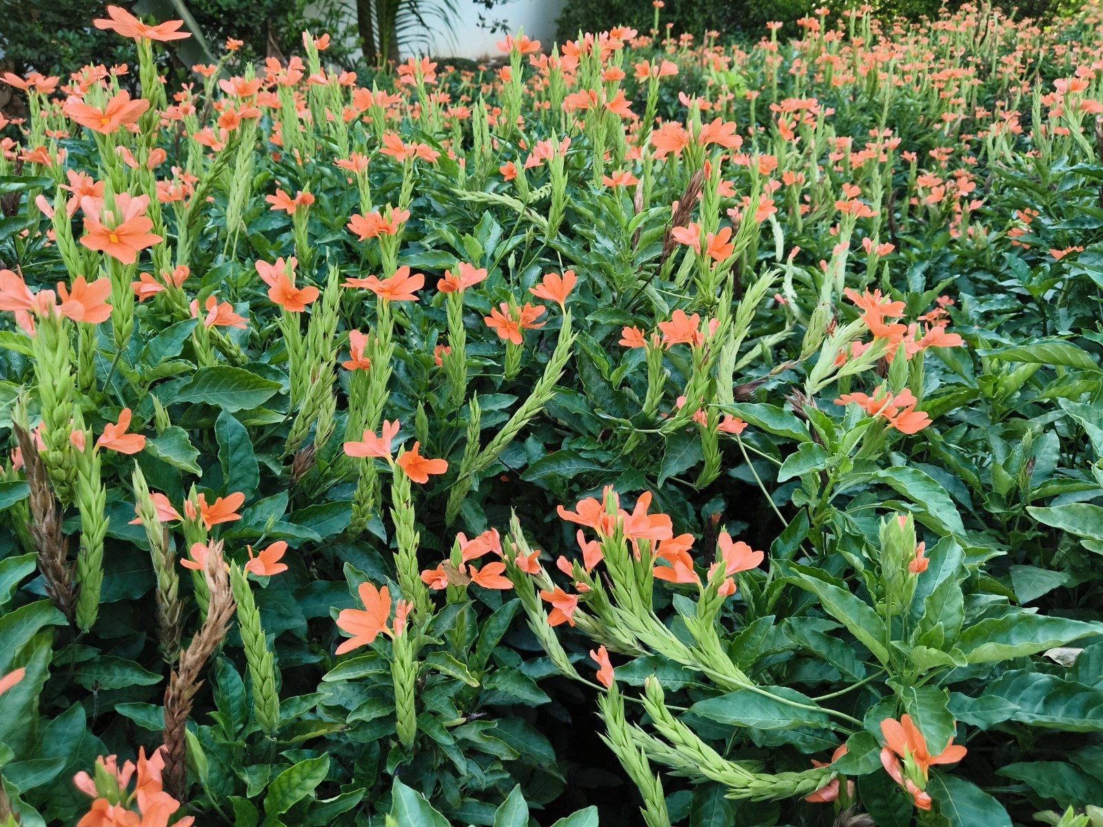 Garden Image