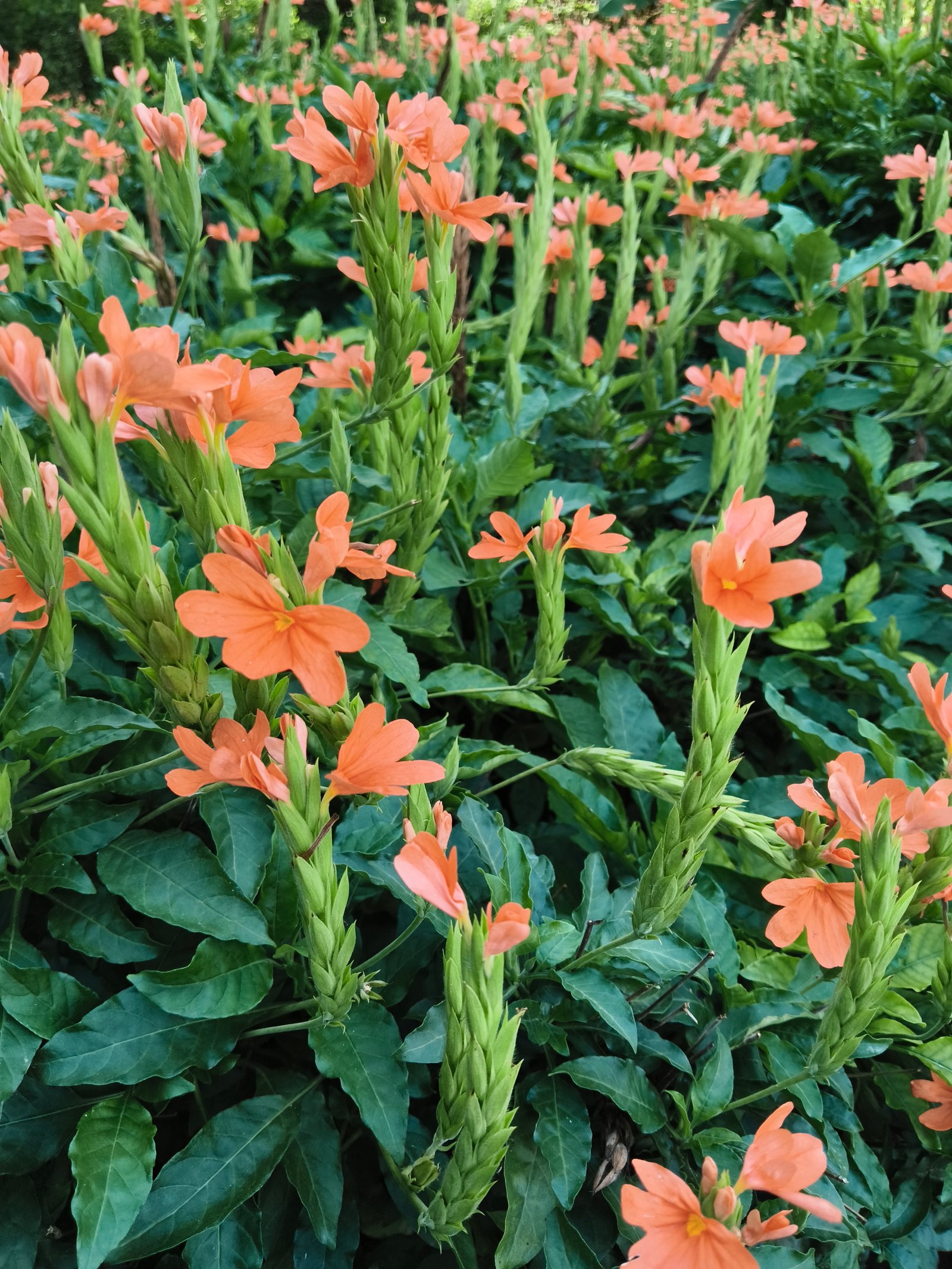 Garden Image