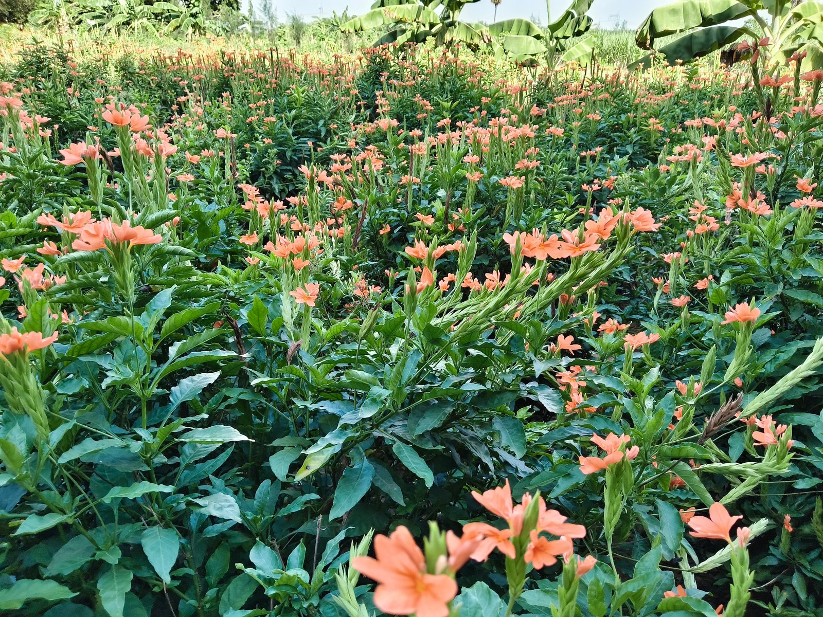 Garden Image