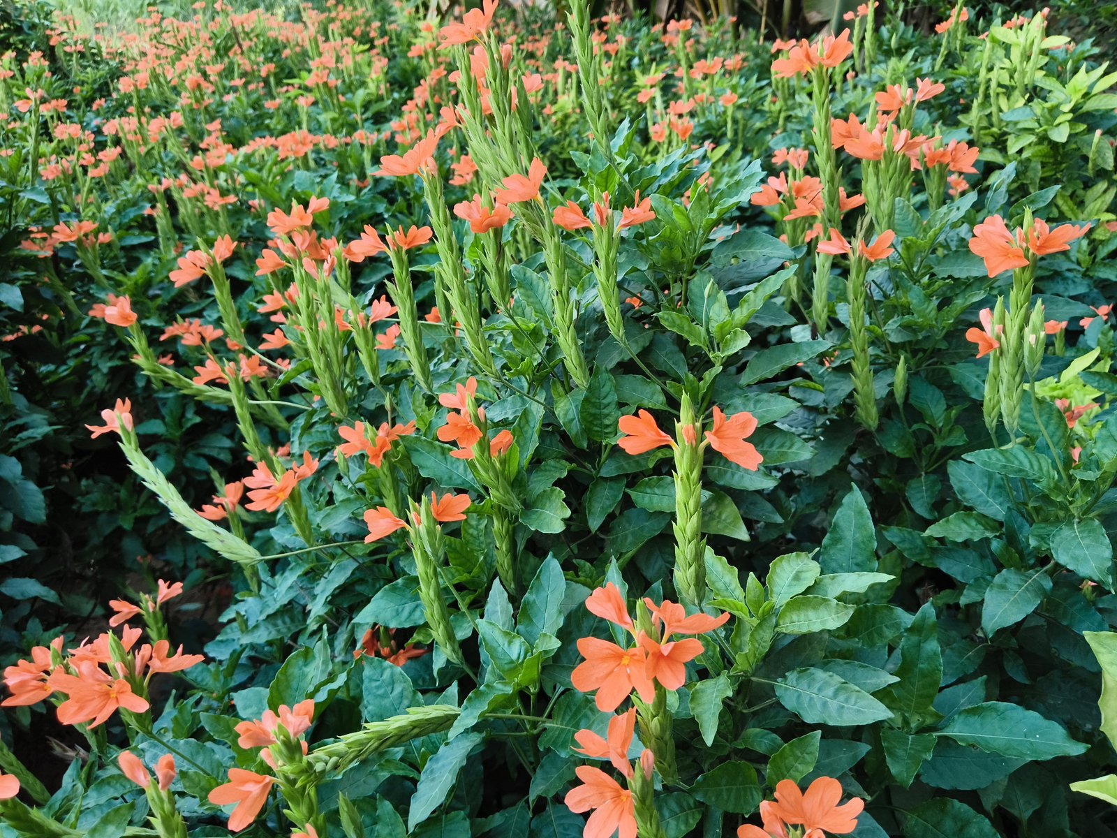 Garden Image