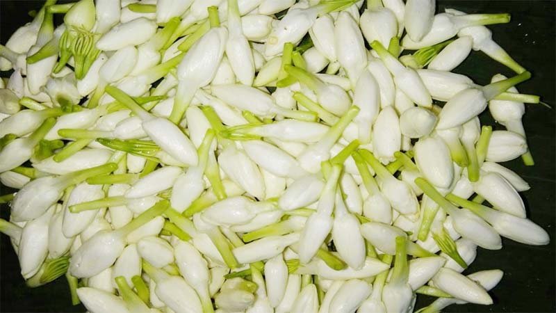 அரும்பு மலர்கள்