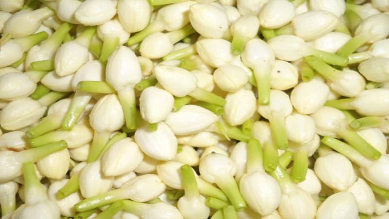 குண்டுமல்லி